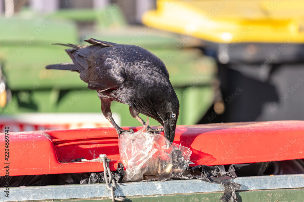 Fototapeta premium Photograph of an Australian Raven black bird scavenging for food while standing on the lid of a large rubbish bin in a carpark in the Western Sydney town of Penrith in New South Wales, Australia