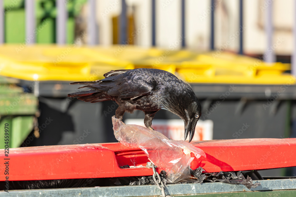 Obraz premium Photograph of an Australian Raven black bird scavenging for food while standing on the lid of a large rubbish bin in a carpark in the Western Sydney town of Penrith in New South Wales, Australia