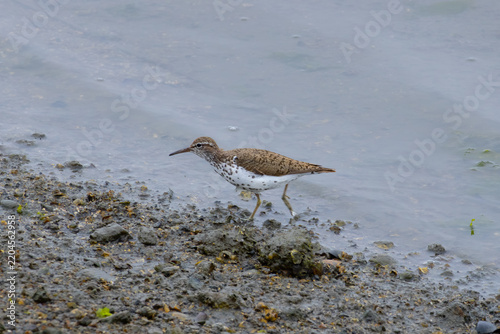spotted sandpiper standing at the shore 