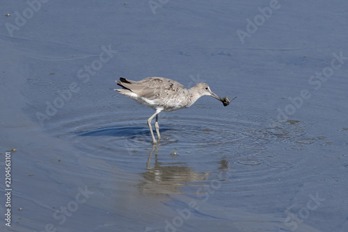 willet catching food in a shallow shore 