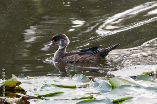 male wood duck swimming in a pond 