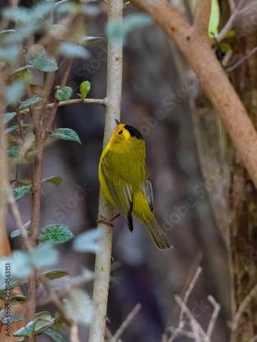 wilson's warbler standing on a branch