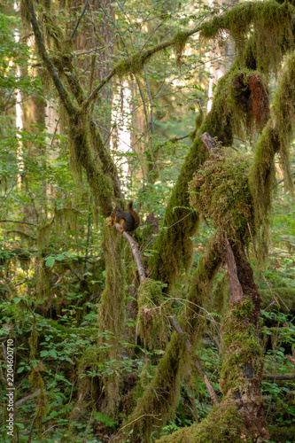 Mossy Forest of Pacific Northwest, Washington