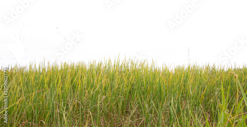 Lush green rice field with graceful rice stalks, natural details, isolated cutout illustration on transparent background.