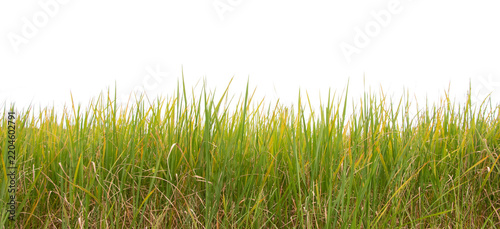 Vibrant green rice paddy landscape with healthy rice stalks, clean botanical style, transparent background.