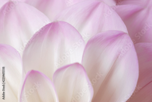 Flowery pattern of pink floral petals, natural flowering texture background. Macro photo of flower dahlia. Monochrome pink pastel colored aesthetic flower head with close up petals, beauty of nature.