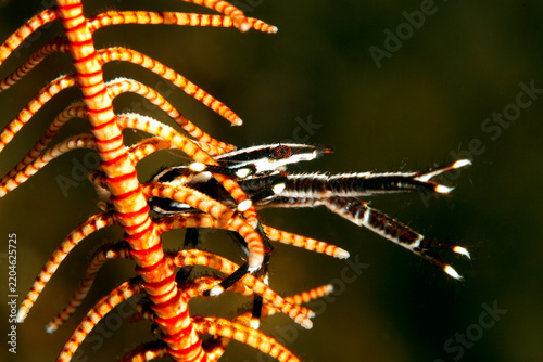 Elegant Squat Lobster, Allogalathea elegans
