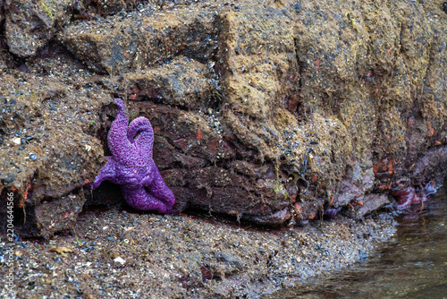 Purple Ochre Sea Star on a rock at low tide