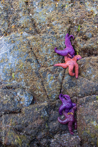 Healthy pink and purple sea stars clinging to rocks