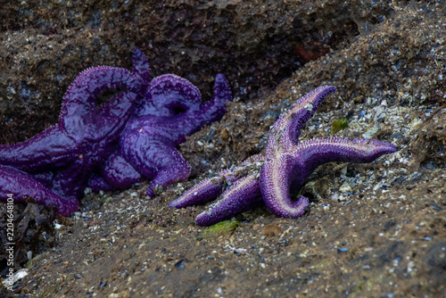 Beautiful purple sea stars on the rocks