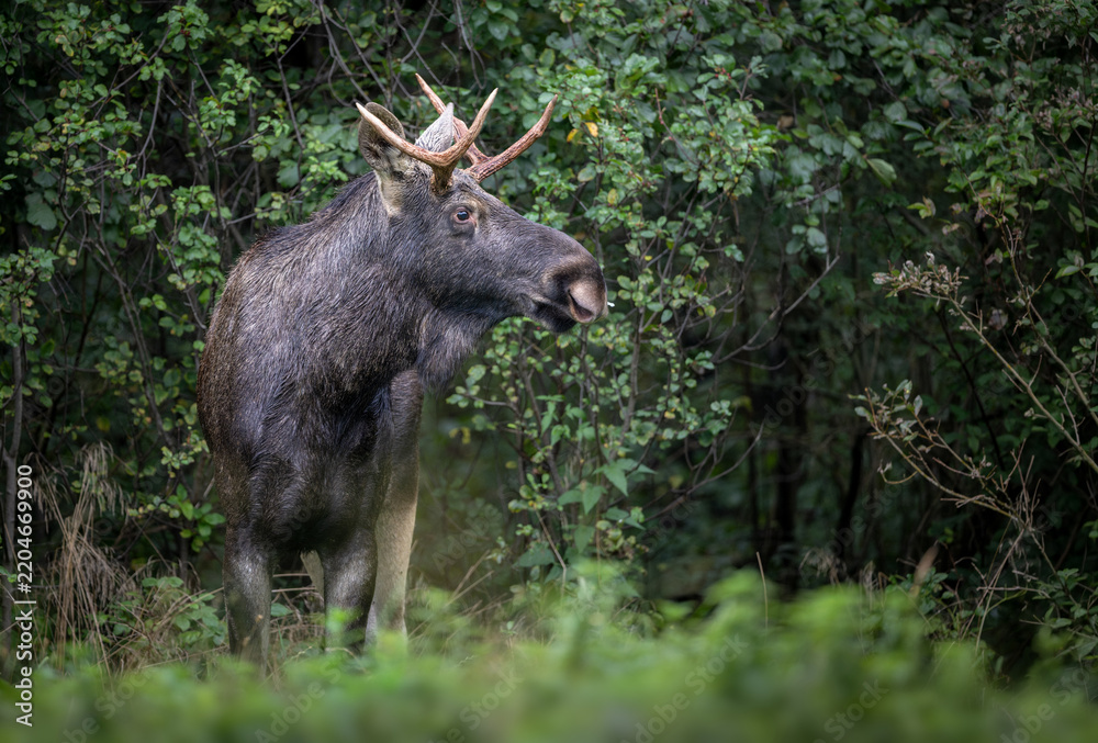 Fototapeta premium Elk / Moose ( alces alces ) close up