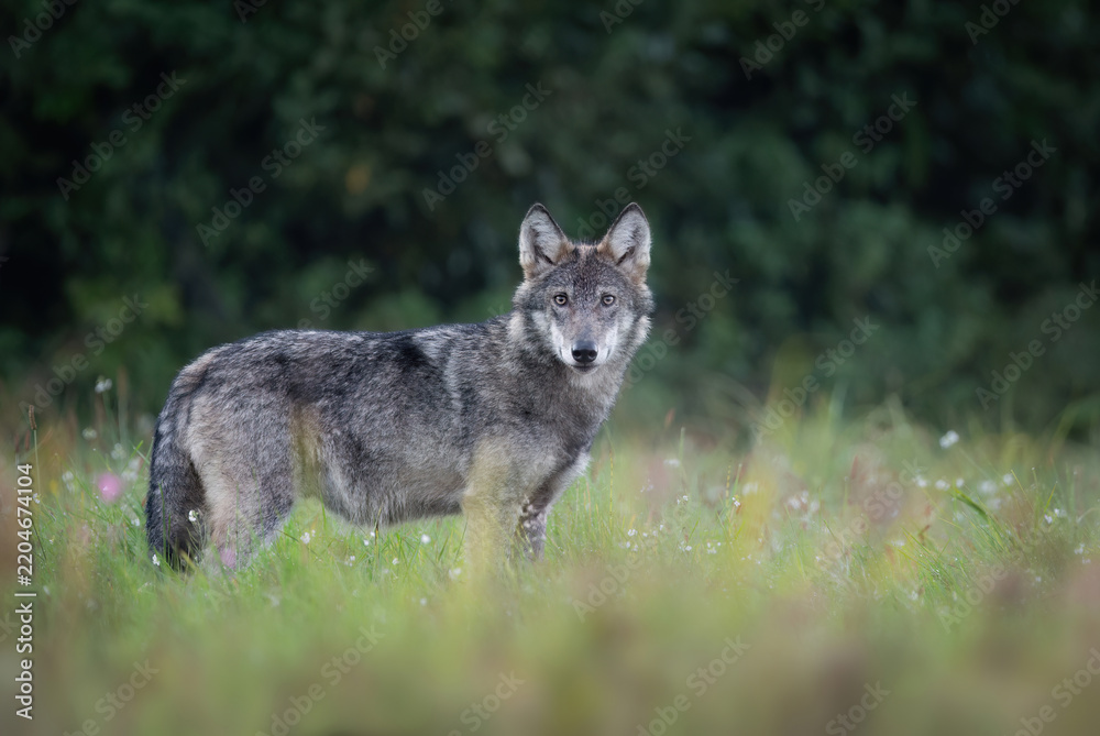 Fototapeta premium Grey wolf ( Canis lupus ) close up