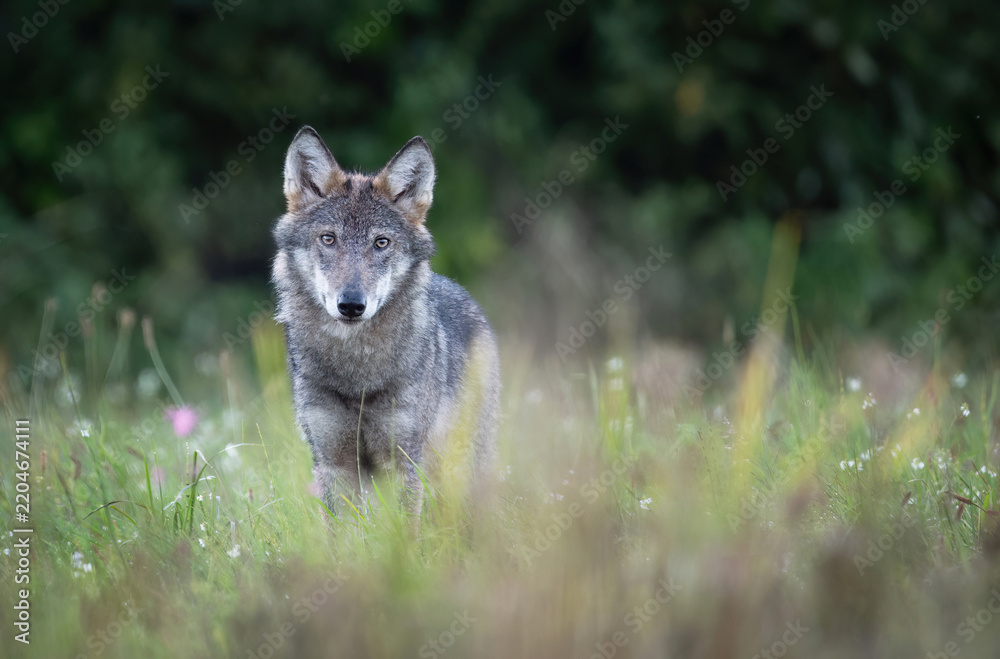 Fototapeta premium Grey wolf ( Canis lupus ) close up