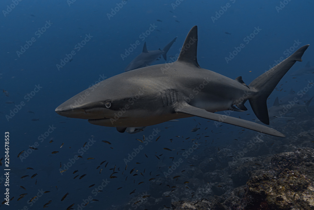 Obraz premium Galapagos Shark, Galapagos Islands