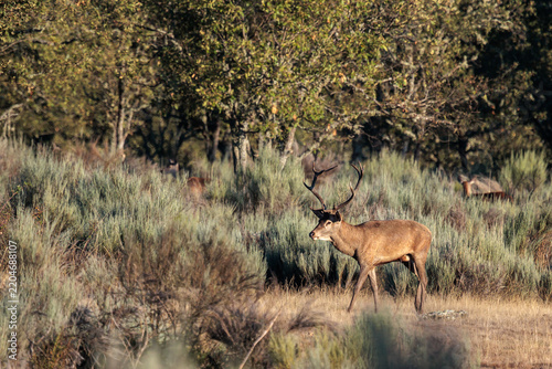 Male red deer with massive antlers during the rut. Cervus elaphus. Valparaíso, Zamora.