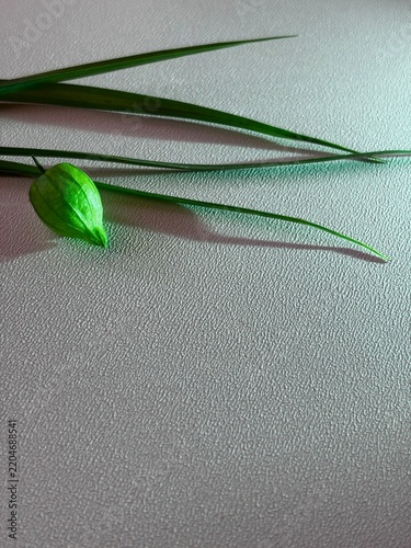 Green lantern shaped seed pod and grass leaves illuminated by cyan light on a textured background.