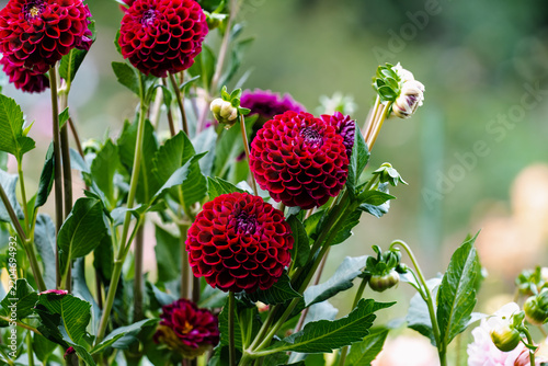 Close up of blooming dark red Natal pompon dahlia flowers with green leaves on stems in a park field on an autumn day.