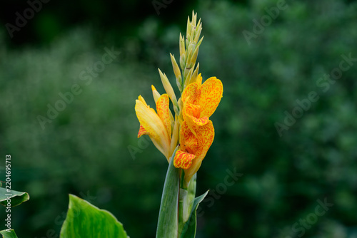 Fotografie Close up of a vibrant yellow canna indica flower head blooming with orange spots on a tall green stem on a blurred background