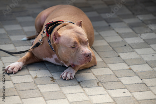 Fotografie Brown american pit bull terrier dog with a collar leash lies down on a concrete paved city street ground on a daytime