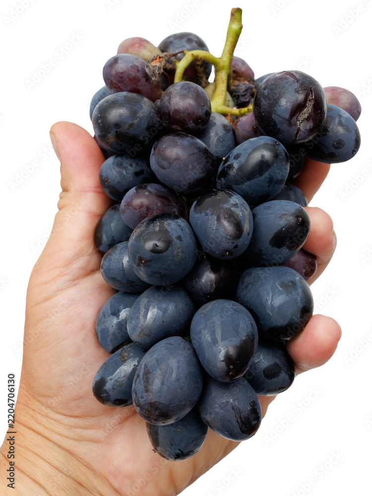 Obraz premium Hand holds a cluster of dark purple grapes