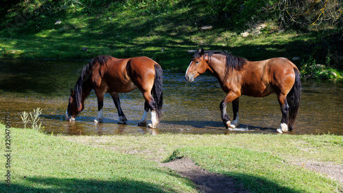 Two brown horses drink from a shallow stream