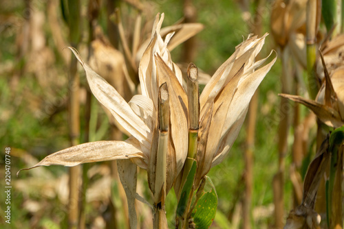 Dried corn stalk stands in a field, featuring a brownish cob husk with a paper like texture. The leaves and outer husks have turned a dry, straw brown color, while the main stalk remains upright.