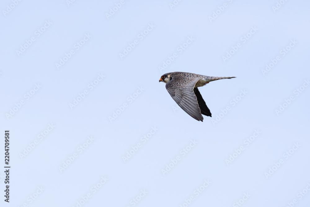 Obraz premium second calendar year female or immature female amur falcon (falco amurensis) in flight, found near Khalk River in eastern Mongolia in Dornod Aimag