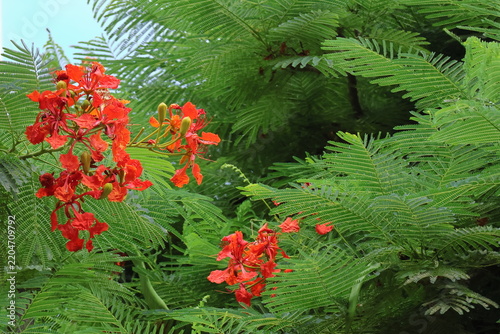 Flame Tree or Royal Poinciana, Flamboyant
