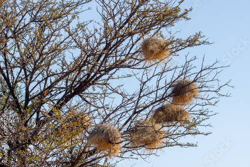 environs de Windhoek, Namibie