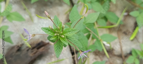 The plant in the image appears to be a fringed spider flower, which is scientifically known as Cleome rutidosperma.