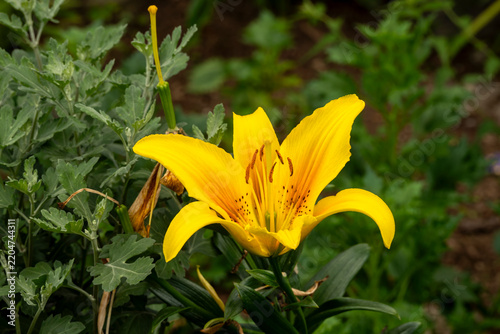 Thimphu Bhutan, yellow oriental lily flower in garden