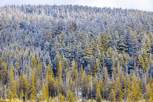 Snow-Dusted Forest Near Mount Bachelor in Oregon
