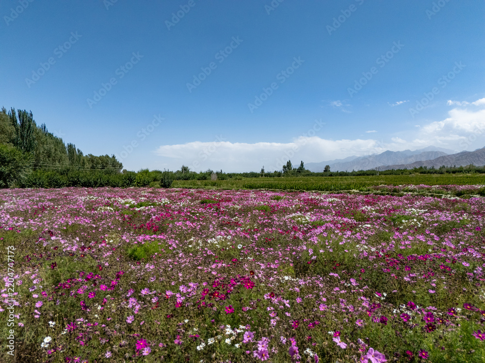 Obraz premium violet and white cosmos flower field under blue sky
