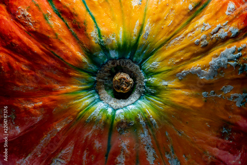 Macro texture of colorful ripe pumpkin top view. Detailed extreme closeup of colorful ripe pumpkin showing rich orange green and yellow skin textures around the stem area