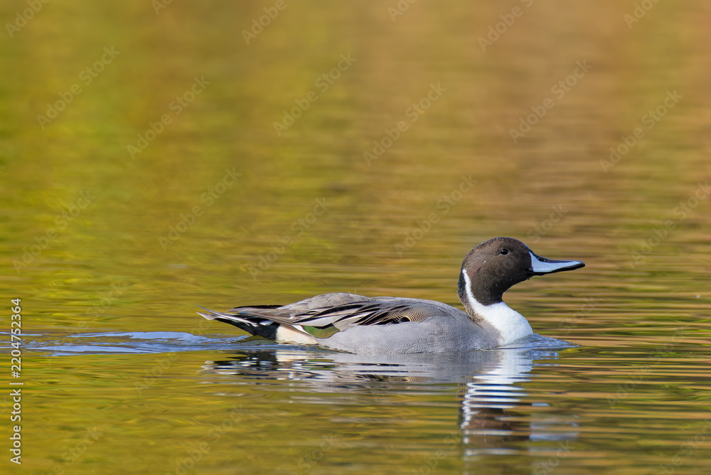 Fototapeta premium 秋の川を泳ぐオナガガモ(Northern Pintail)