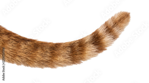 Fluffy Red Tabby Cat Tail Isolated on White Background