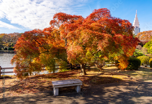 Japanese maple tree in autumn in Shinjuku, Tokyo, Japan