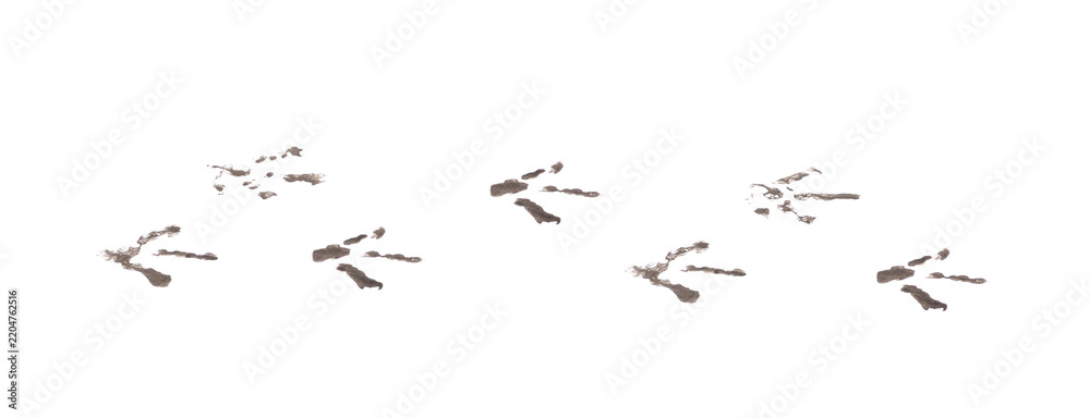 Fototapeta premium Bird footprints track isolated on a white background.