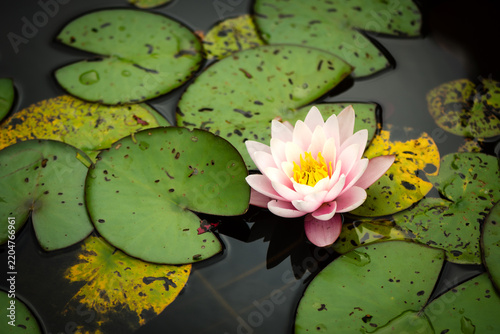 Canvastavla pink waterlily (nymphaea) with big green leaves on a pond.