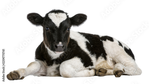 Black and white Holstein Friesian calf lying down, isolated on transparent background