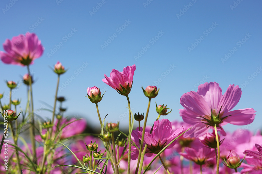 Obraz premium Pink cosmos flowers blooming&nbsp;in a sunny field on a clear day.
