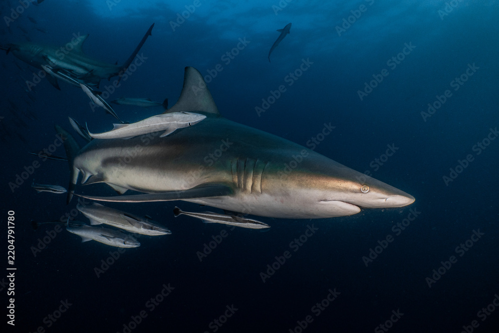 Obraz premium Oceanic blacktip sharks and remoras swimming together underwater