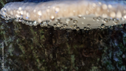Fomitopsis pinicola (red-belted conk) mushrooms growing on a tree in the forest. A young 