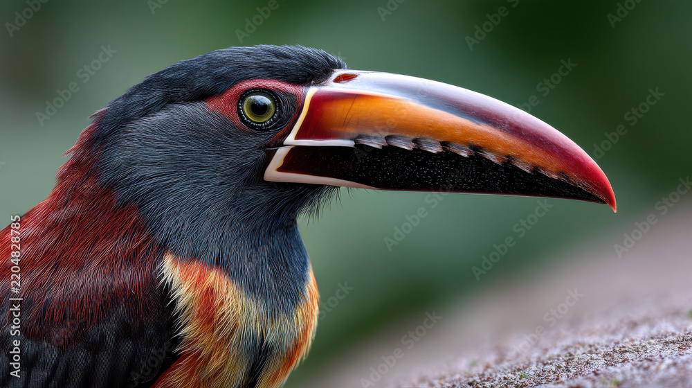 Obraz premium Fiery billed toucan side view, vibrant plumage, large orange beak, tropical bird, detailed closeup