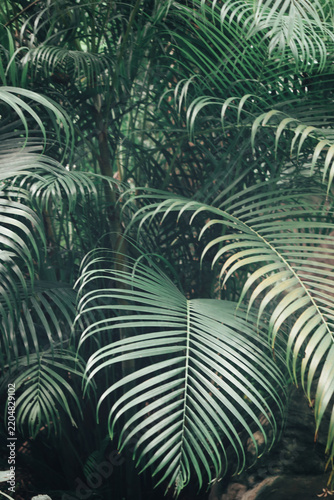 Beautiful of green tropical leaves plant background or texture