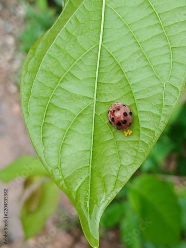Phytophagous ladybug beetle ovipositing a cluster of small yellow eggs under sunlight on a wet green leaf, close-up insect reproduction lifecycle.