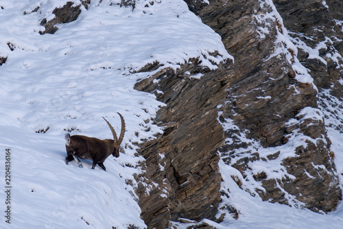a majestic animal - the alpine ibex in the austrian alps in the hohe tauern national park, at a winter day