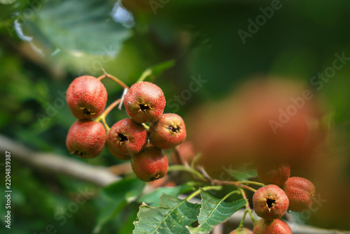 Hawthorn berries on branch, close-up view