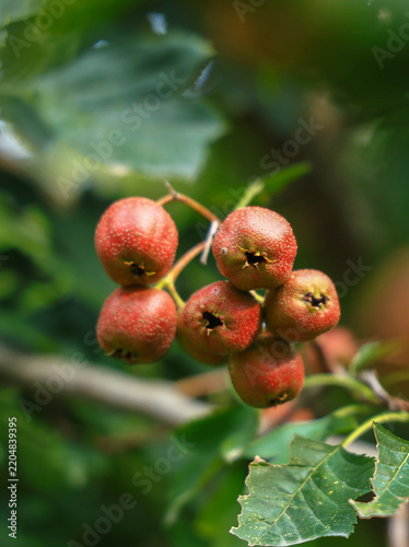 Hawthorn berries on branch, close-up view