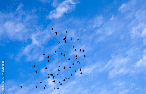 Flock of birds flying in blue sky with white clouds